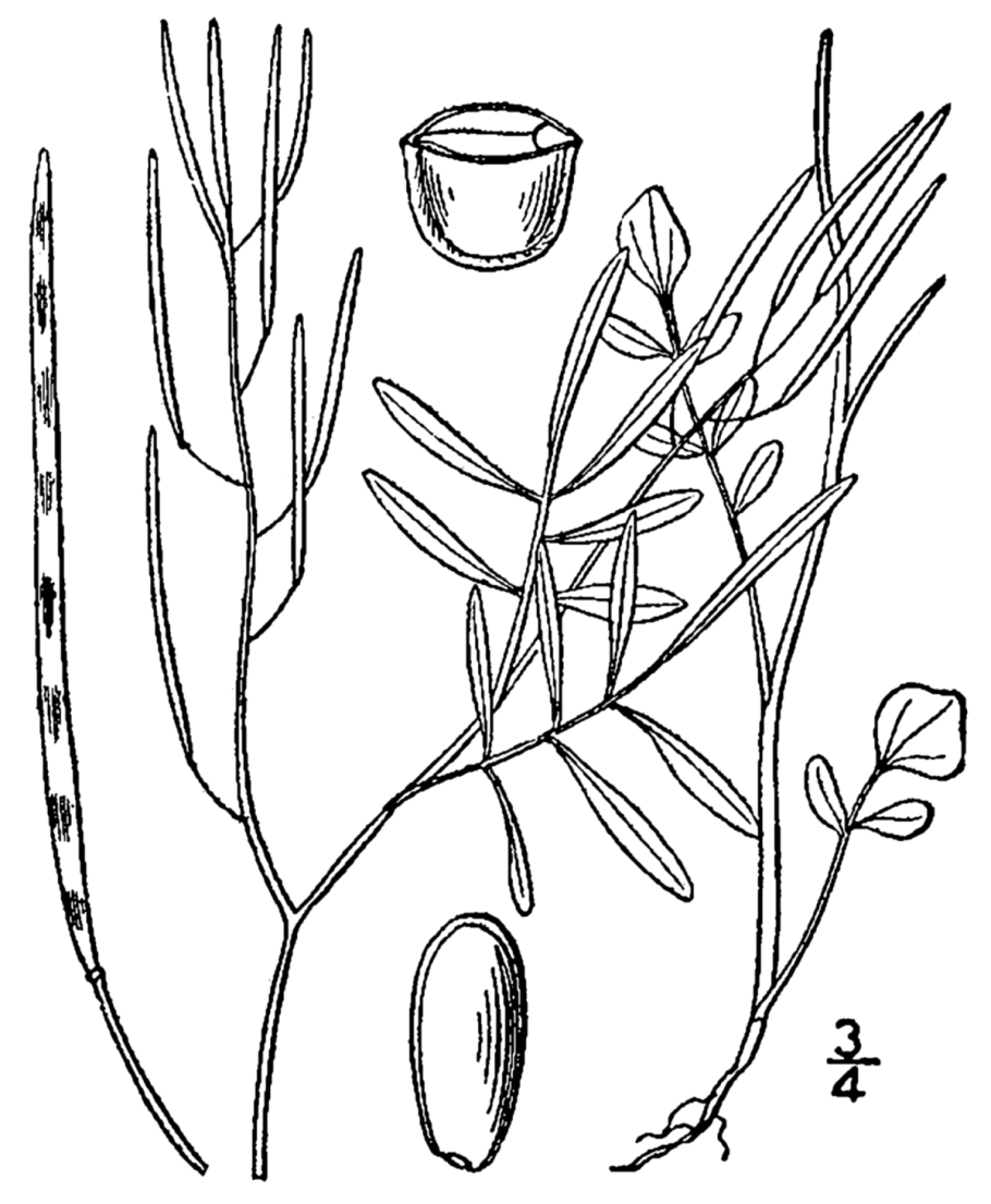 Cardamine parviflora l.