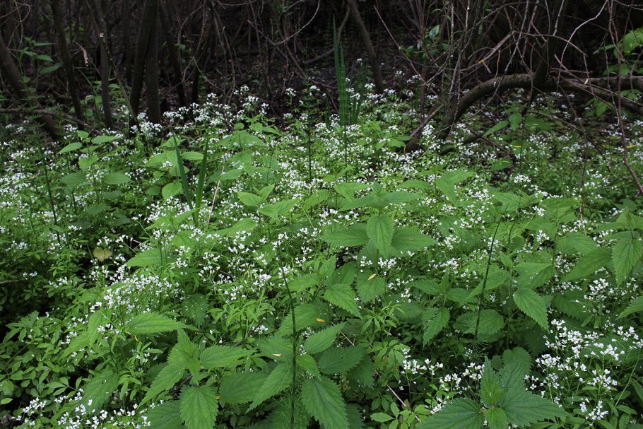 Сердечник (Cardamine)