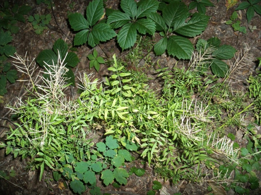 Сердечник Луговой Cardamine pratensis