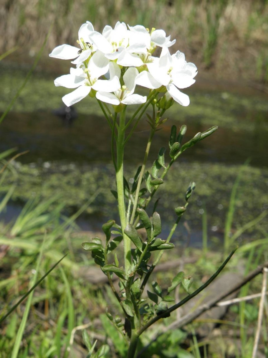 Сердечник (Cardamine)