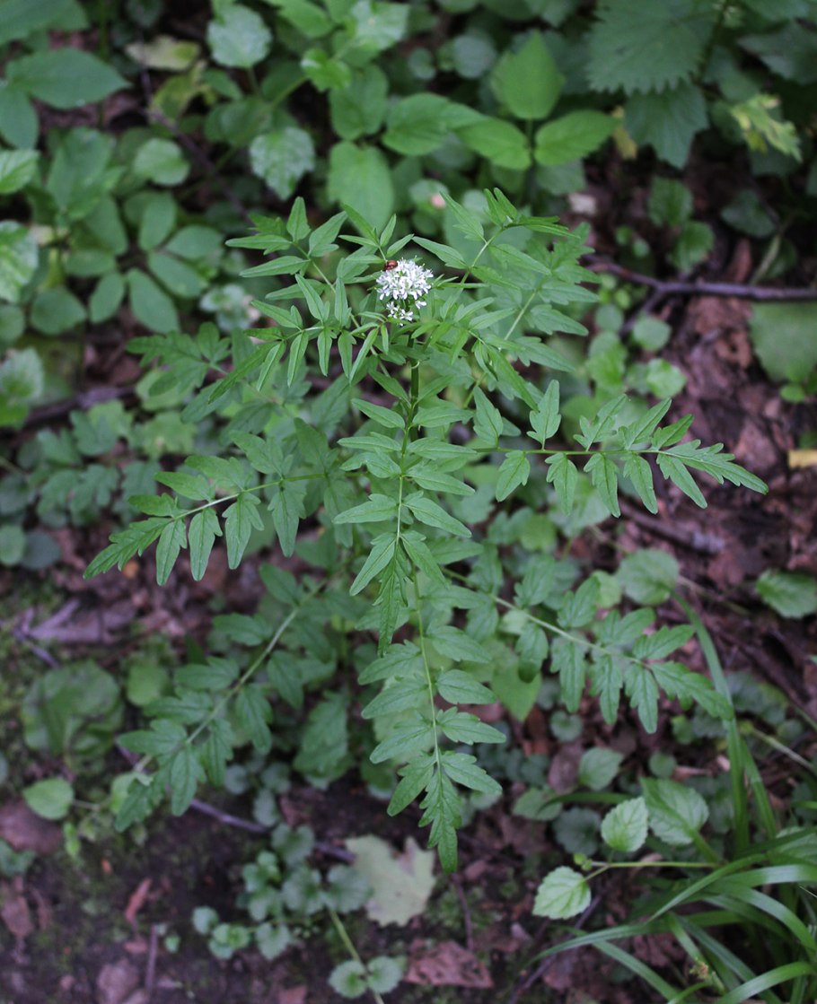 Cardamine parviflora сердечник мелкоцветковый