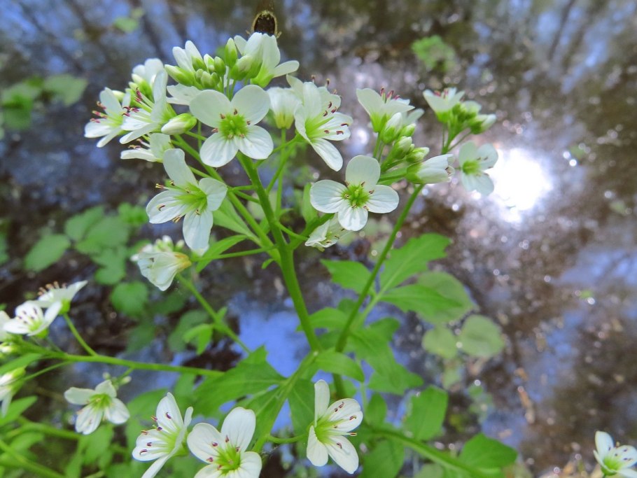 Сердечник-недотрога Cardamine Impatiens