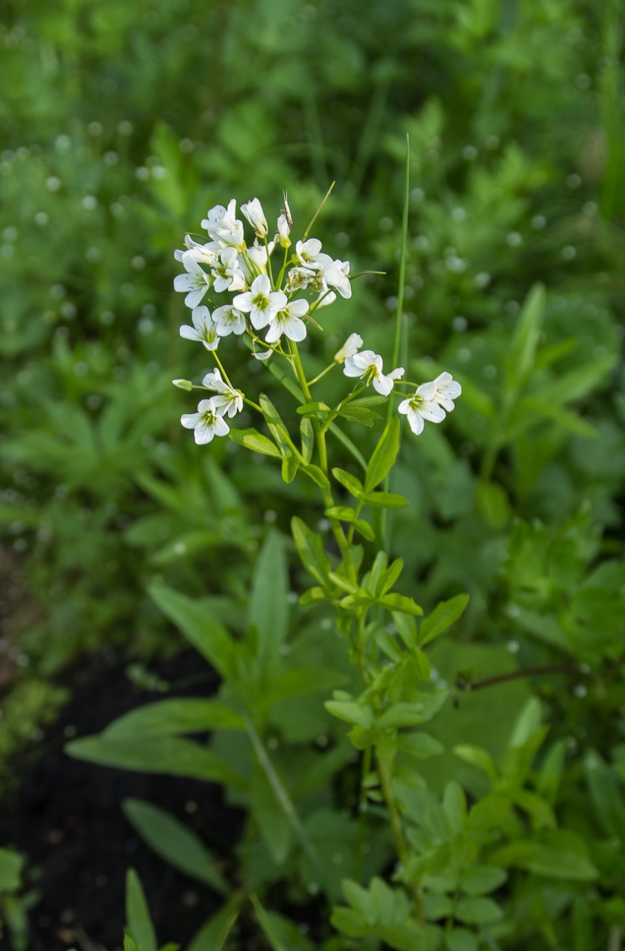 Сердечник Луговой Cardamine pratensis