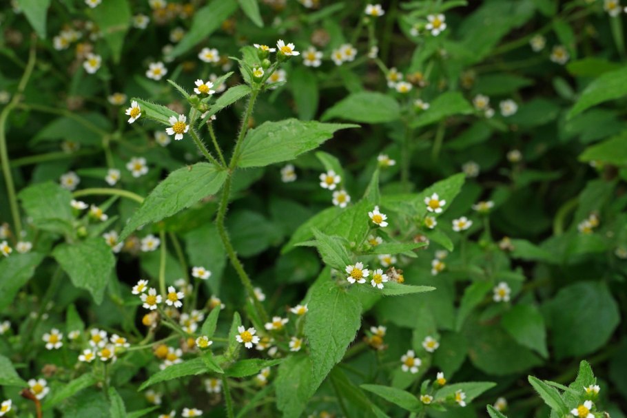 Cardamine hirsuta растение