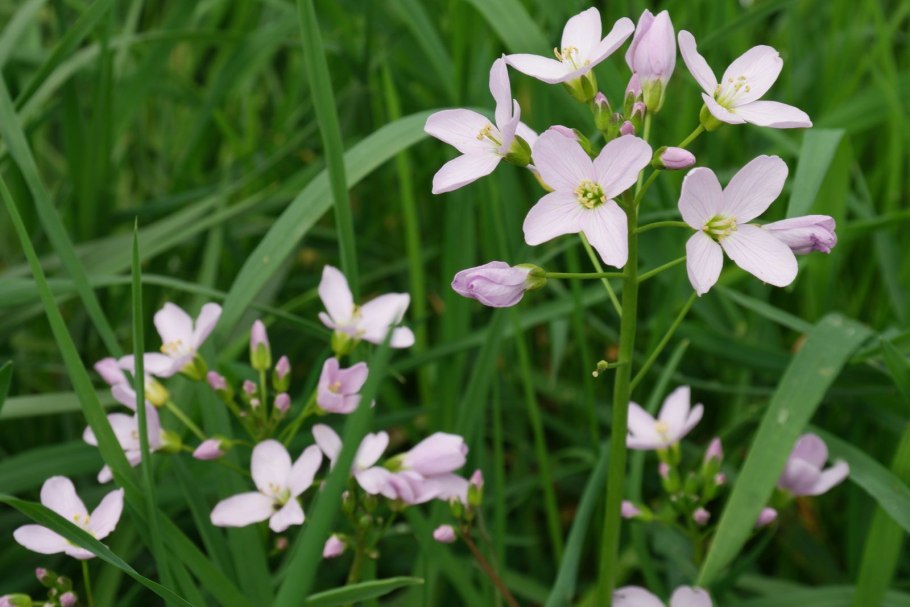 Cardamine hirsuta растение