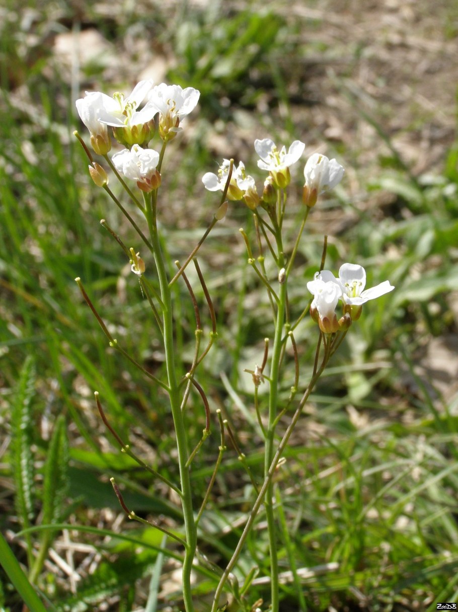 Cardamine parviflora