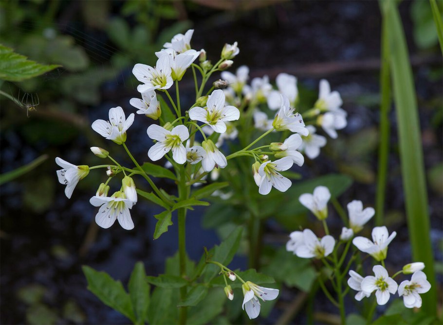 Сердечник (Cardamine)