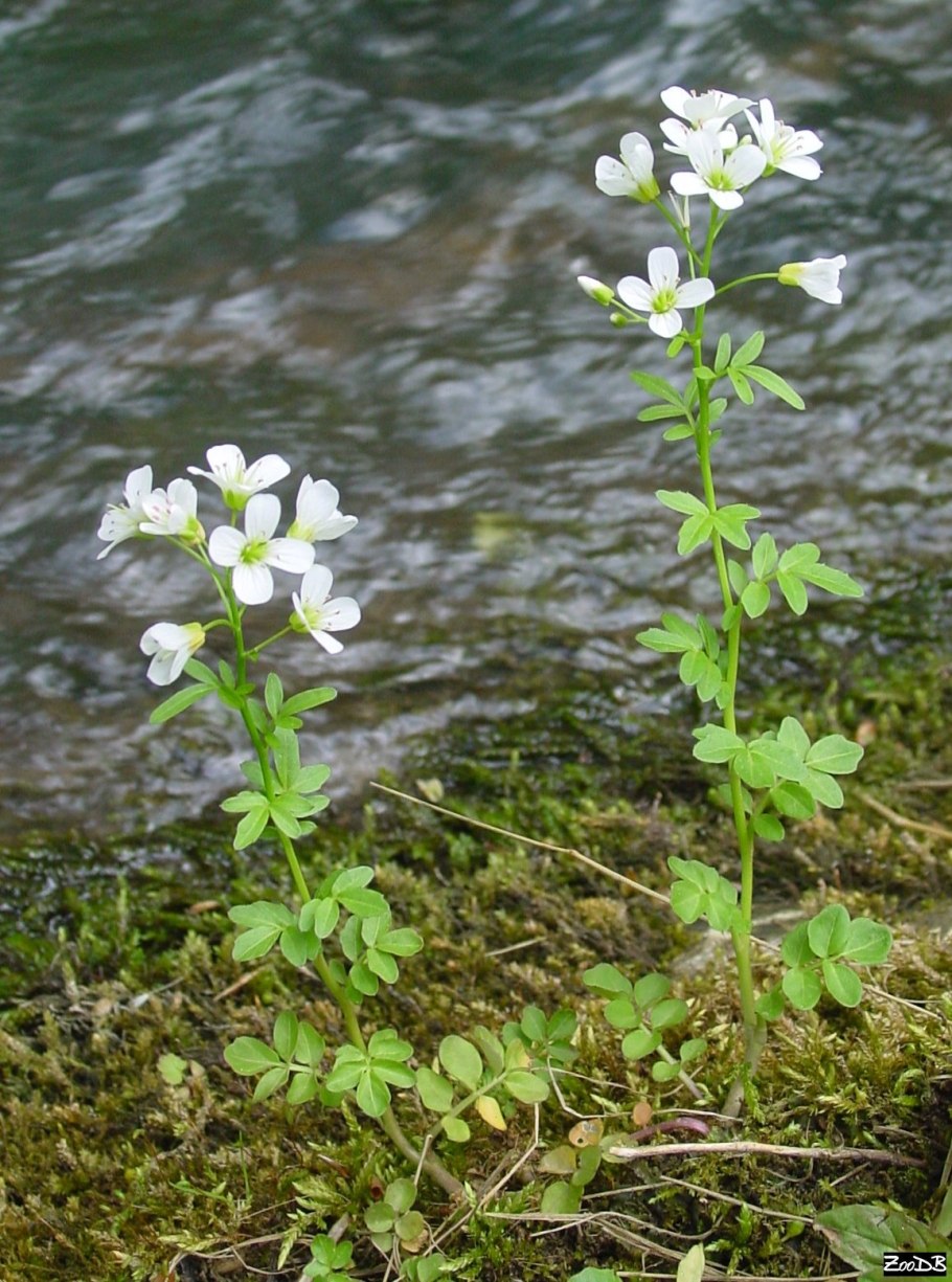Epilobium parviflorum кипрей