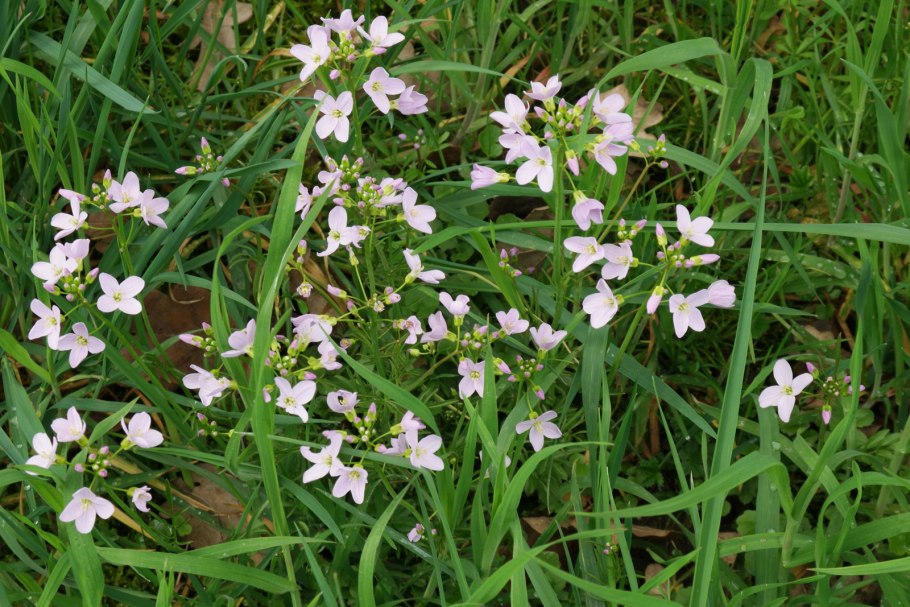 Cardamine parviflora