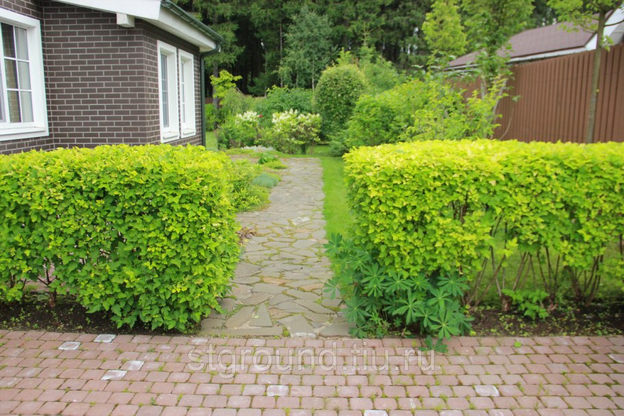 Пузыреплодник калинолистный изгородь