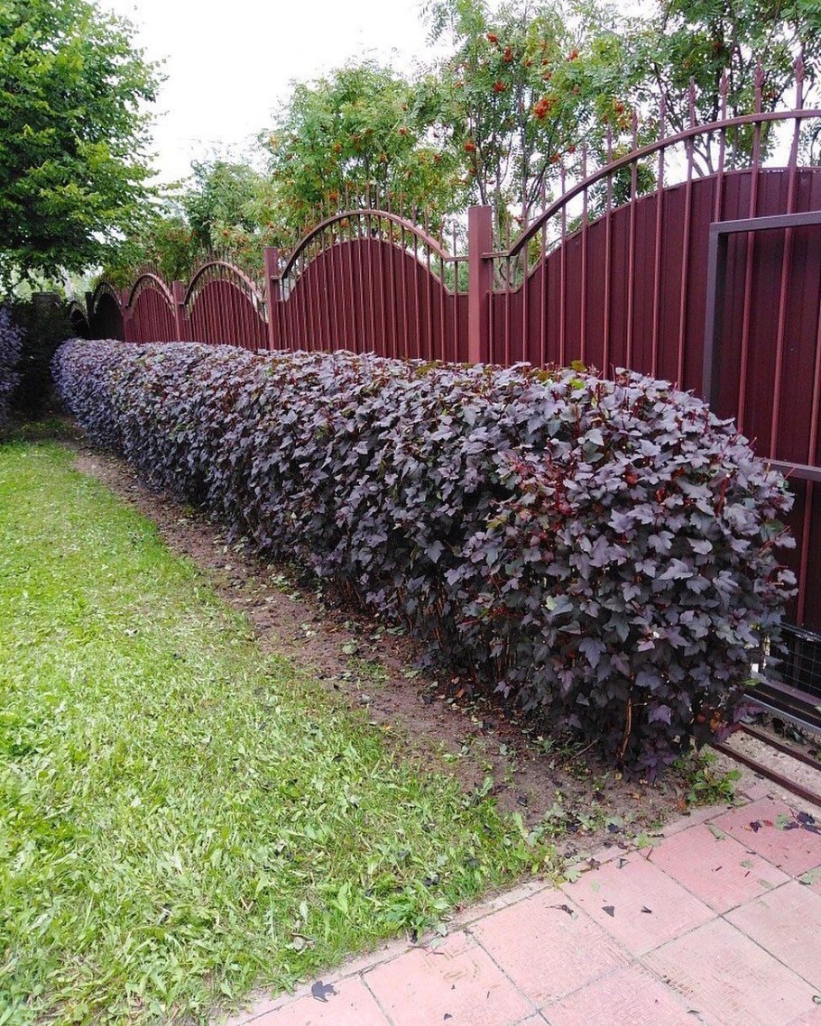 Пузыреплод Рэд Барон Живая изгород