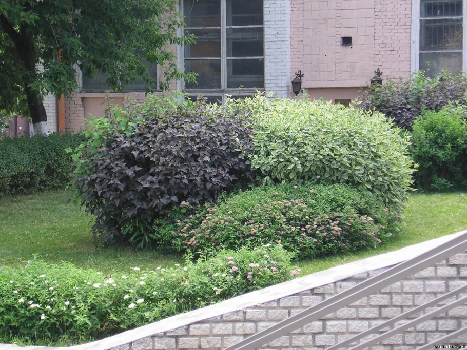 Кизильник пузыреплодник