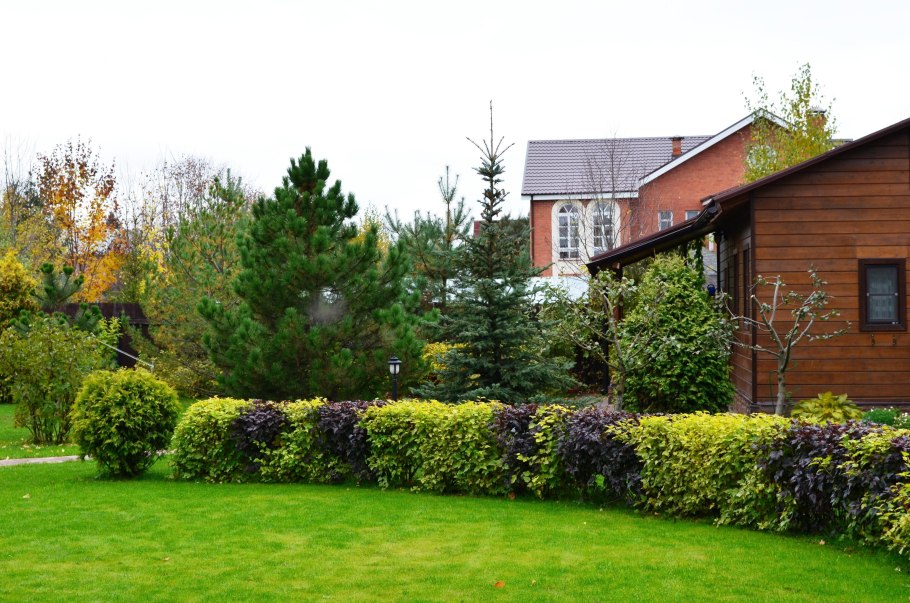 Пузыреплодник диабло изгородь