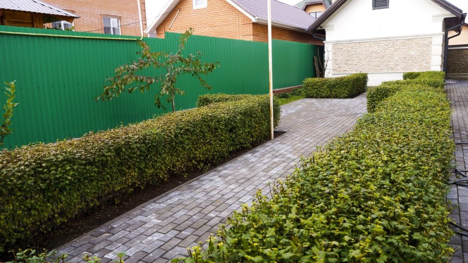 Кизильник блестящий изгородь