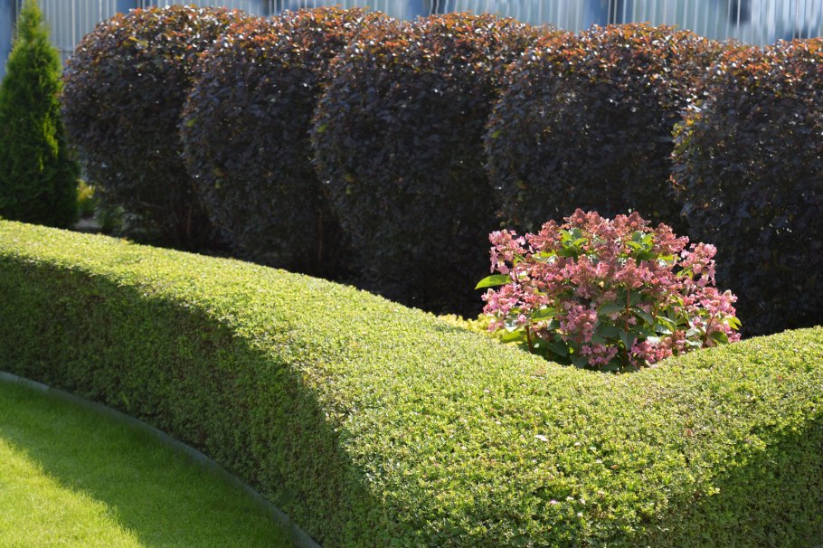 Спирея березолистная живая изгородь