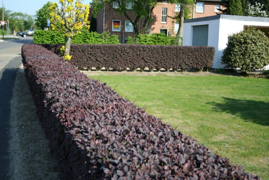 Пузыреплодник калинолистный изгородь