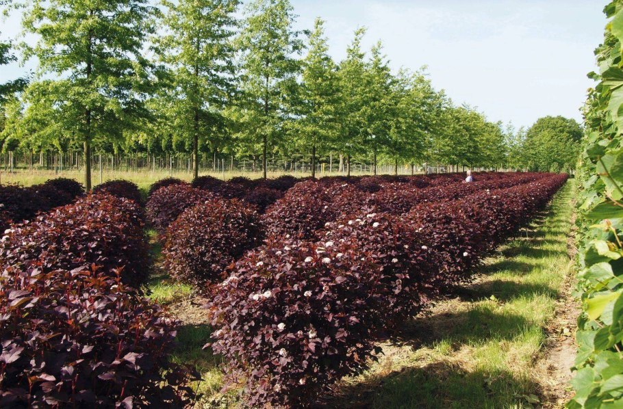 Барбарис пузыреплодник дерен дерен