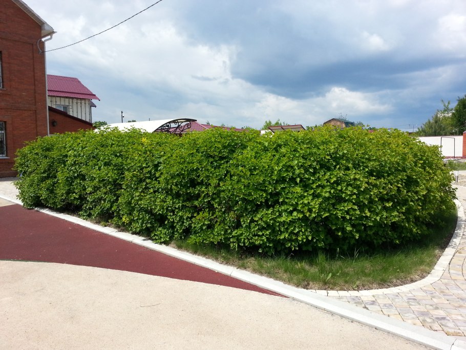 Спирея березолистная Живая изгородь