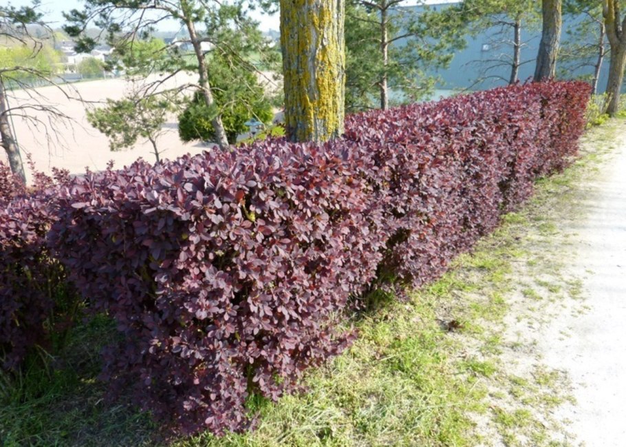 Барбарис оттавский аурикома