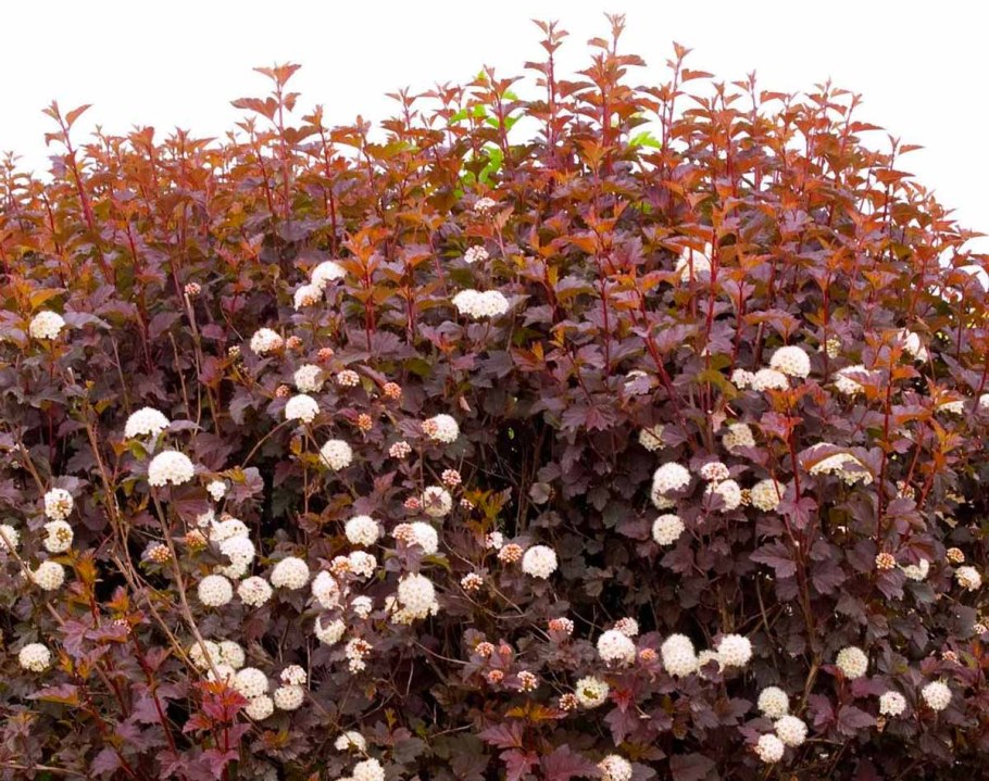 Пузыреплодник калинолистный physocarpus opulifolius