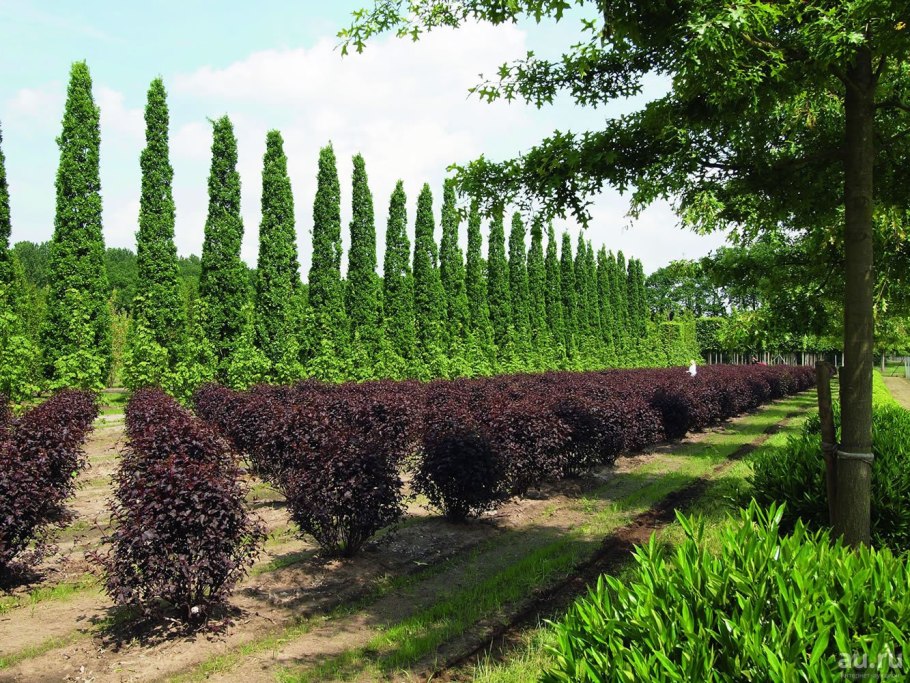 Пузыреплодник ред барон живая изгородь