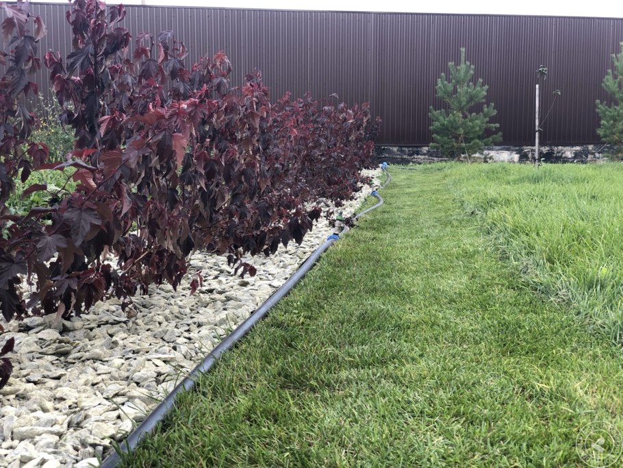 Пузыреплодник калинолистный живая изгородь