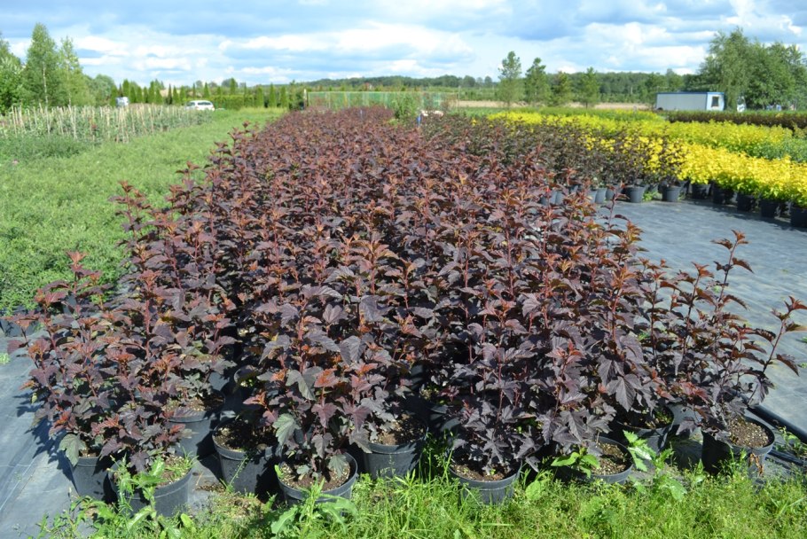 Пузыреплодник калинолистный миднайт