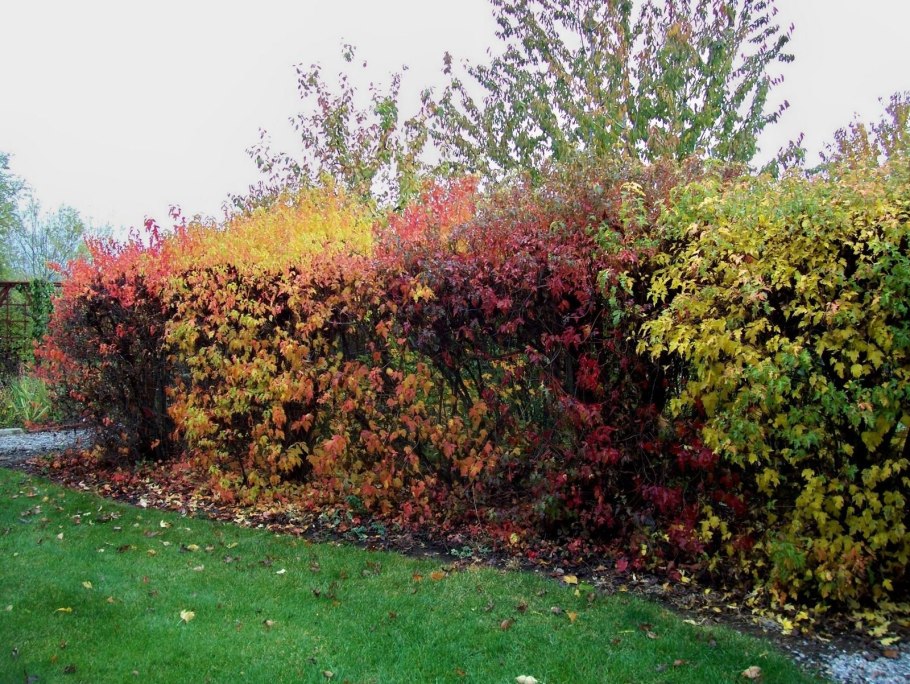 Клен гиннала живая изгородь