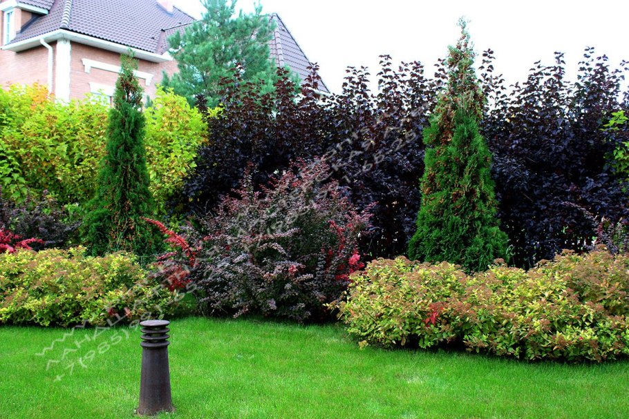 Живая изгородь из пузыреплодника ред Барон