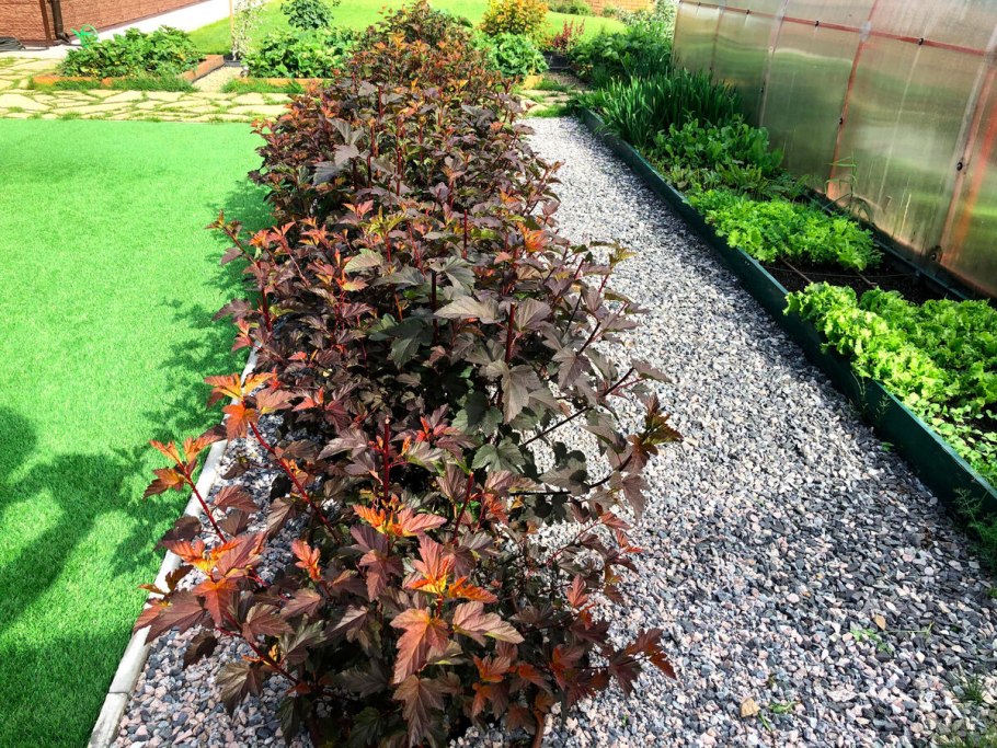 Пузыреплодник Амбер Джуб