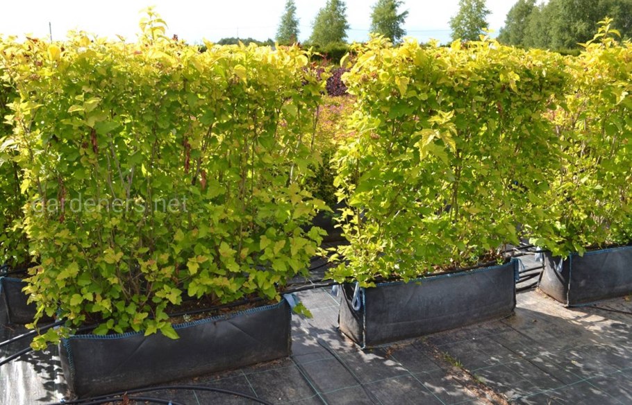 Пузыреплодник калинолистный лютеус