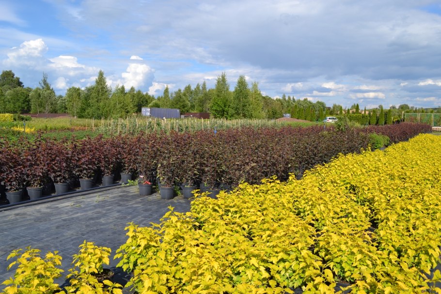 Пузыреплодник калинолистный барбарис