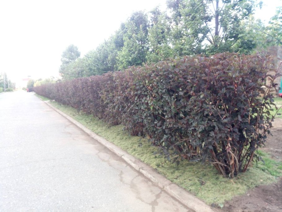 Пузыреплодник калинолистный Живая изгородь