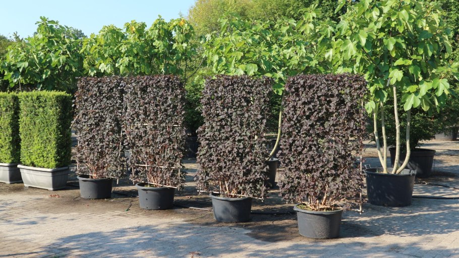 Пузыреплодник калинолистный живая изгородь