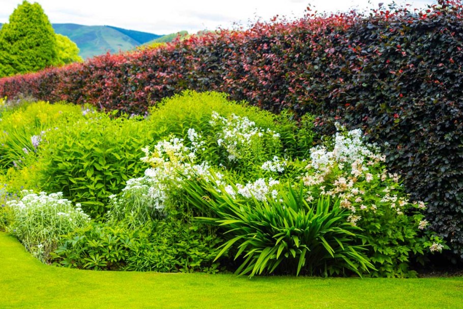 Естественная изгородь