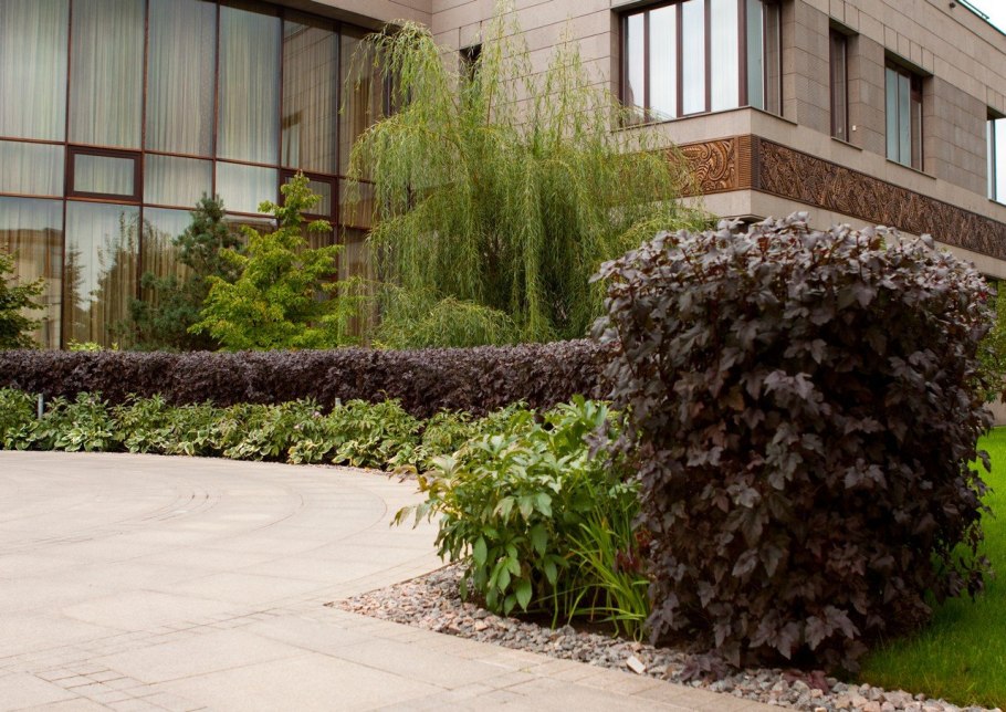 Барбарис Тунберга Живая изгородь