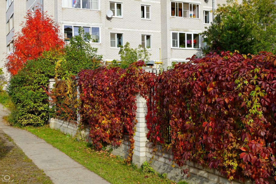 Лиана девичий виноград триостренный