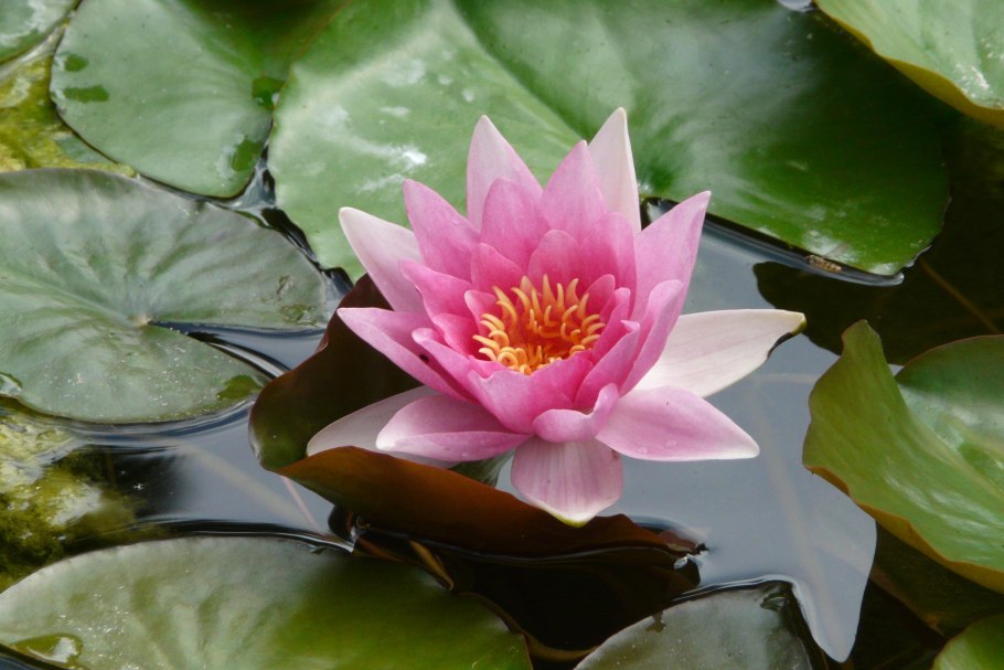 Водяная кувшинка озеро Ханке