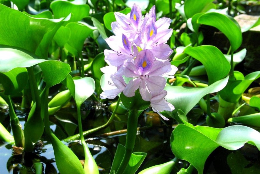 Кубышка желтая (Nuphar lutea)
