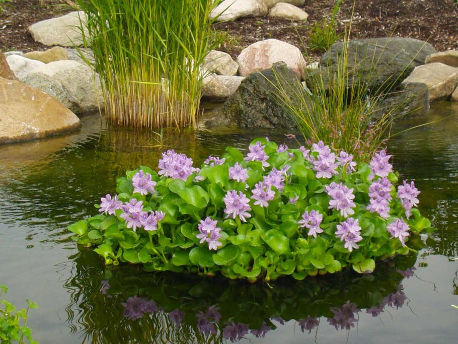 Эйхорния водный гиацинт