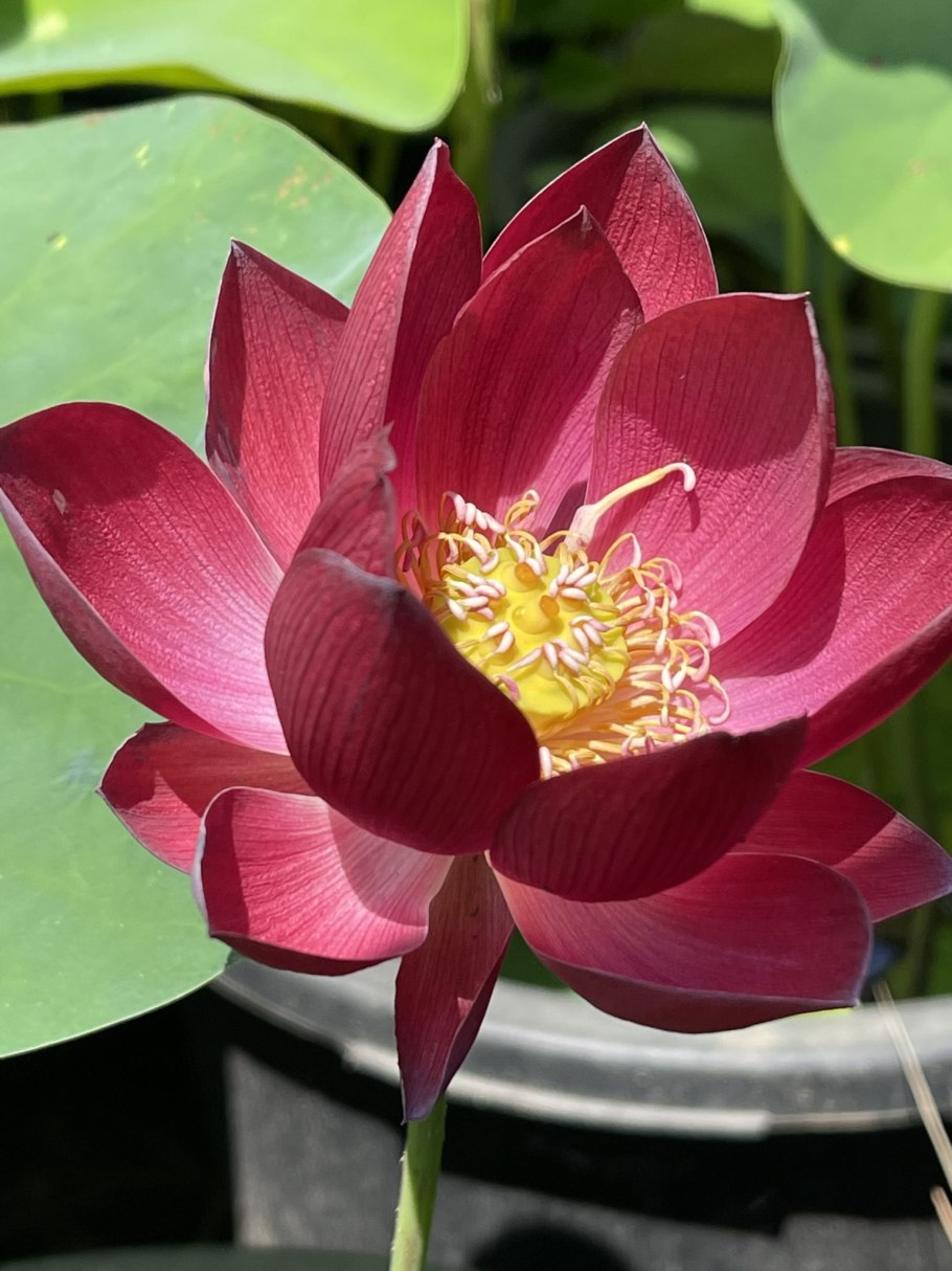 Водные растения гидрофиты