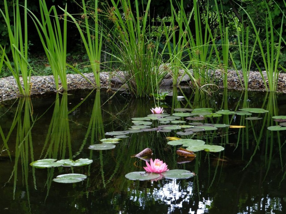 Ландшафтный сад  нимфея парк