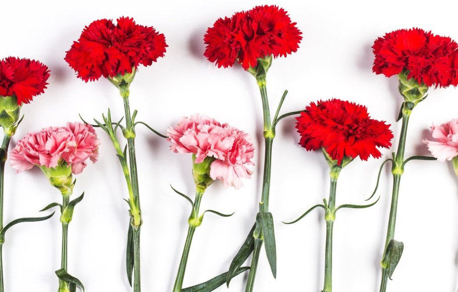 Садовая гвоздика (Dianthus caryophyllus)