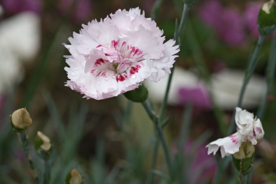 Kahori Pink гвоздика