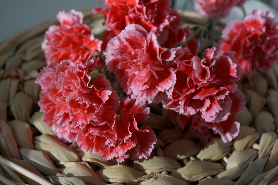 Гвоздика Dianthus haematocalyx