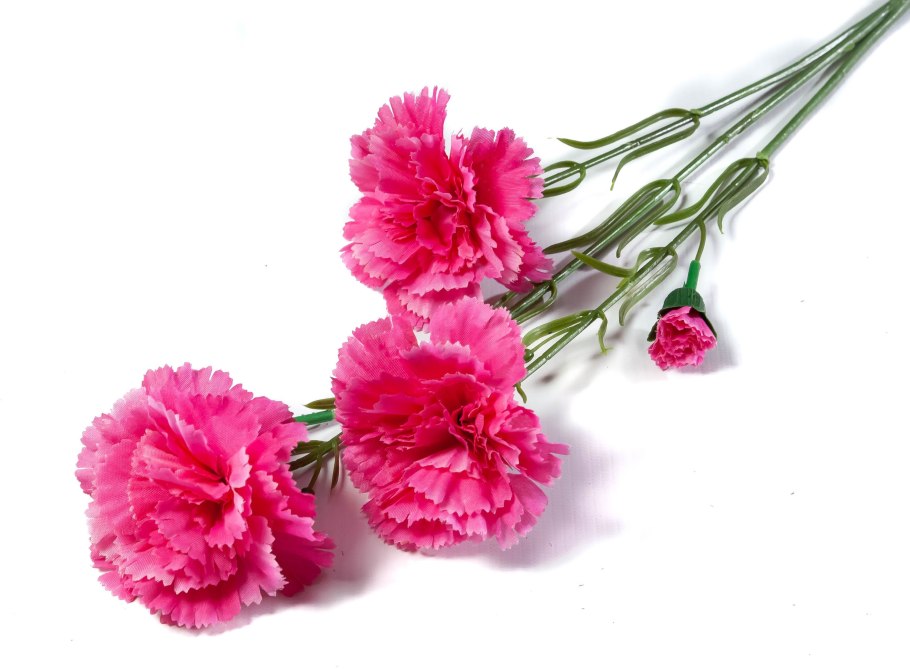 Махровая гвоздика