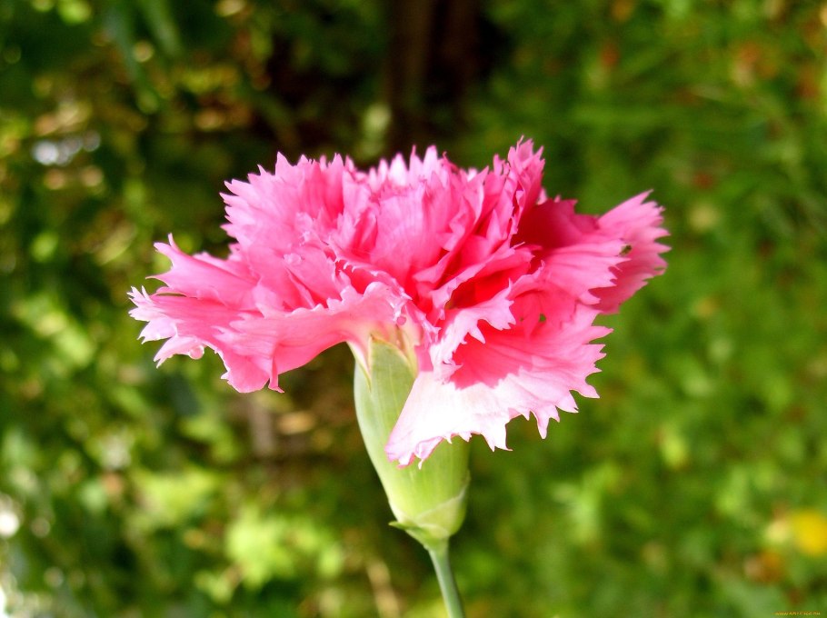 Гвоздика Евгении (Dianthus eugeniae Kleop.)