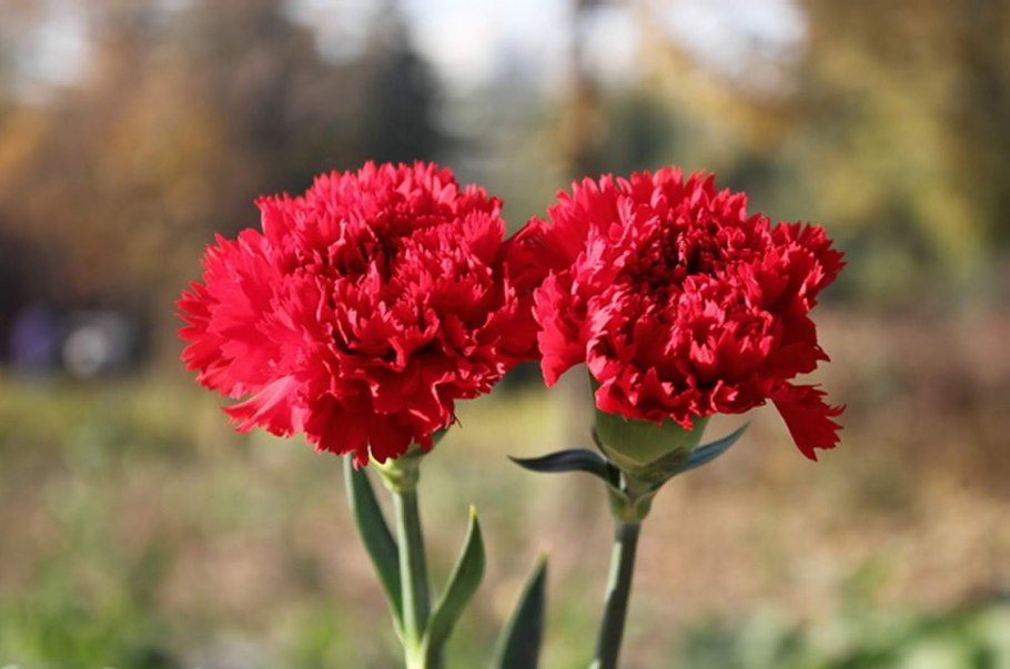 Гвоздика шабо алая