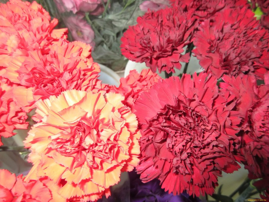 Гвоздика китайская Диана Скарлет