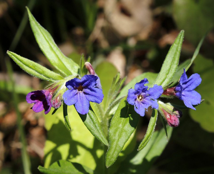 Литодора Heavenly Blue